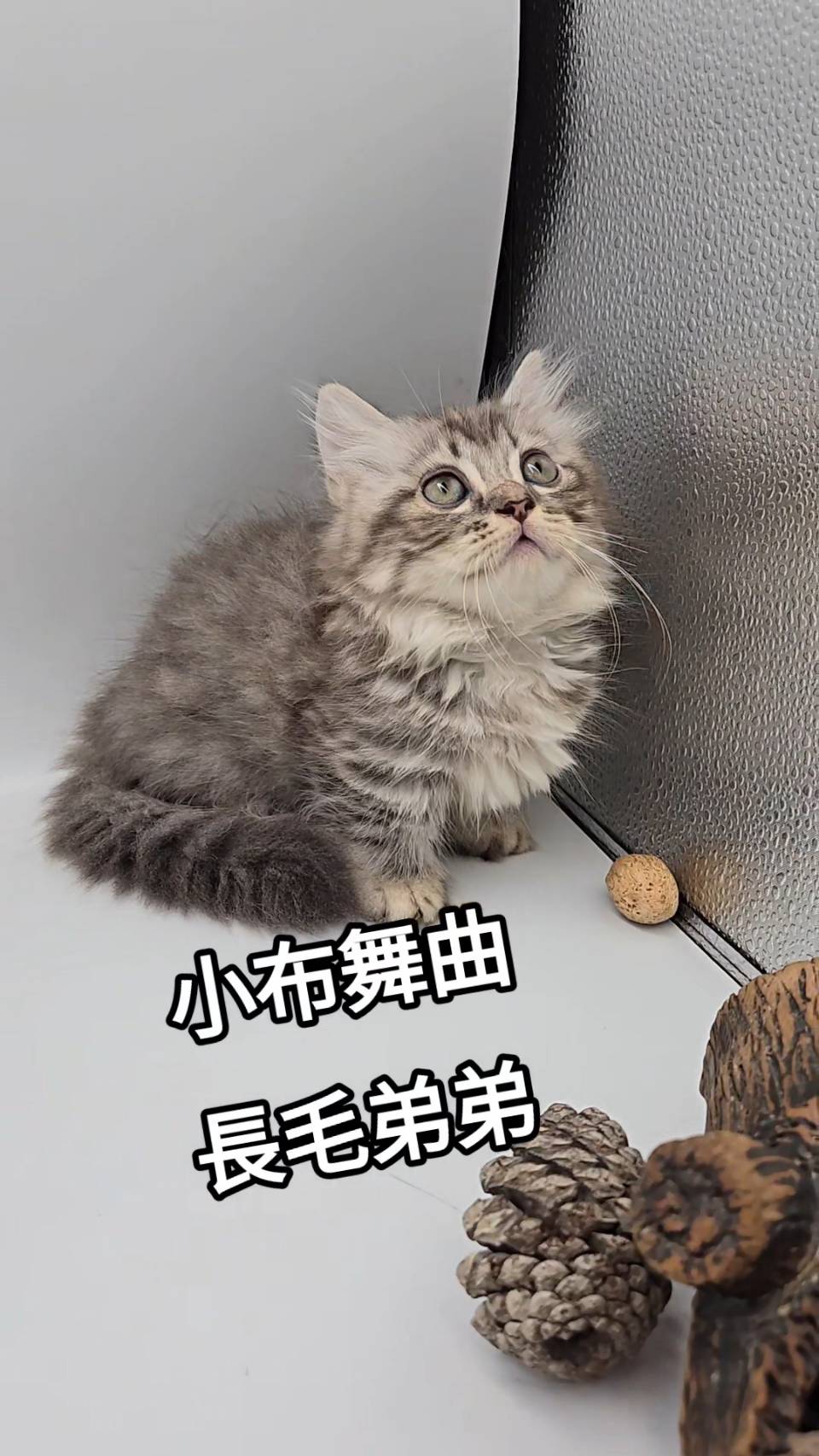 刻在你心底的貓／小步舞曲