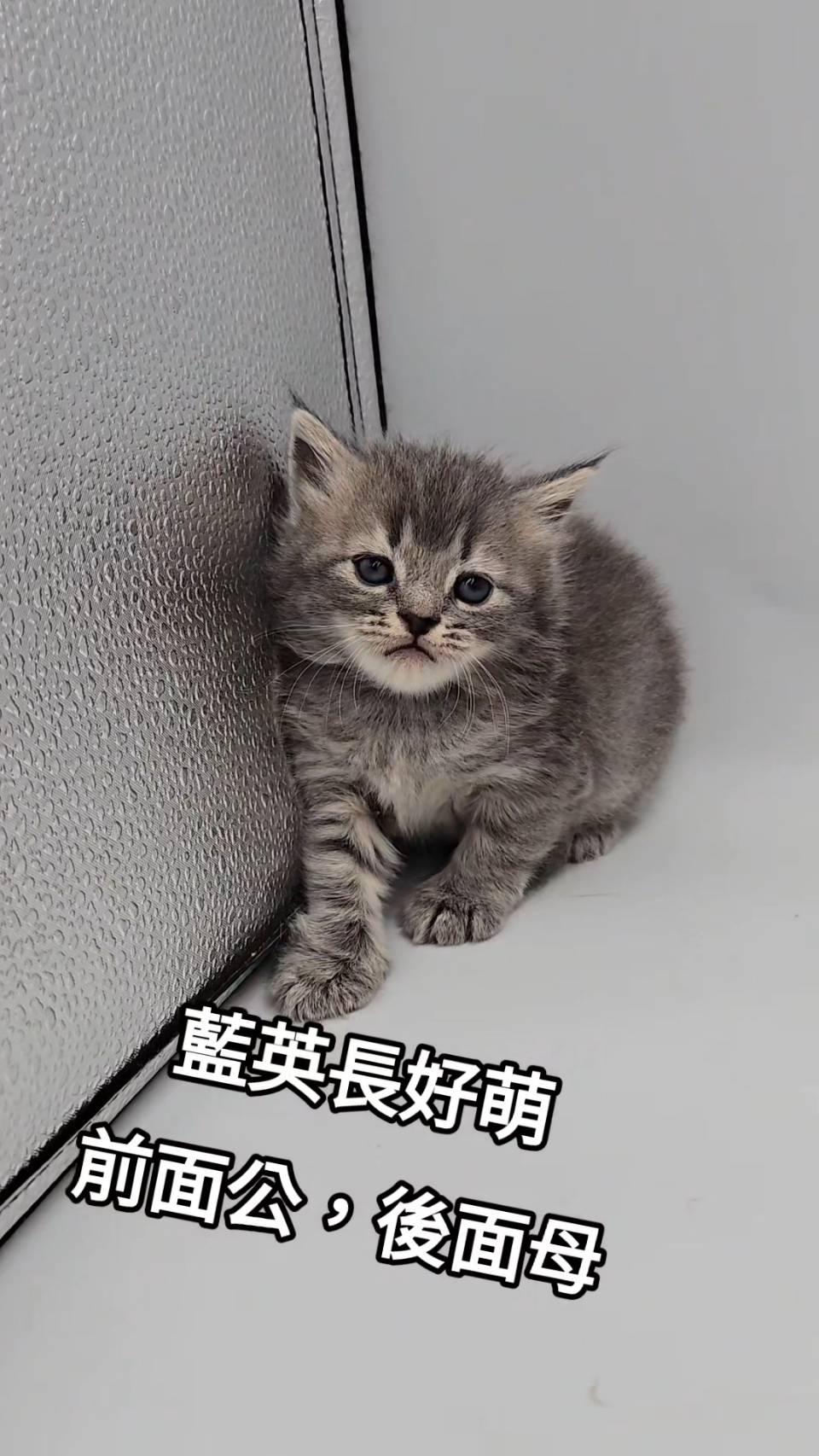 刻在你心底的貓／藍色英國長毛貓