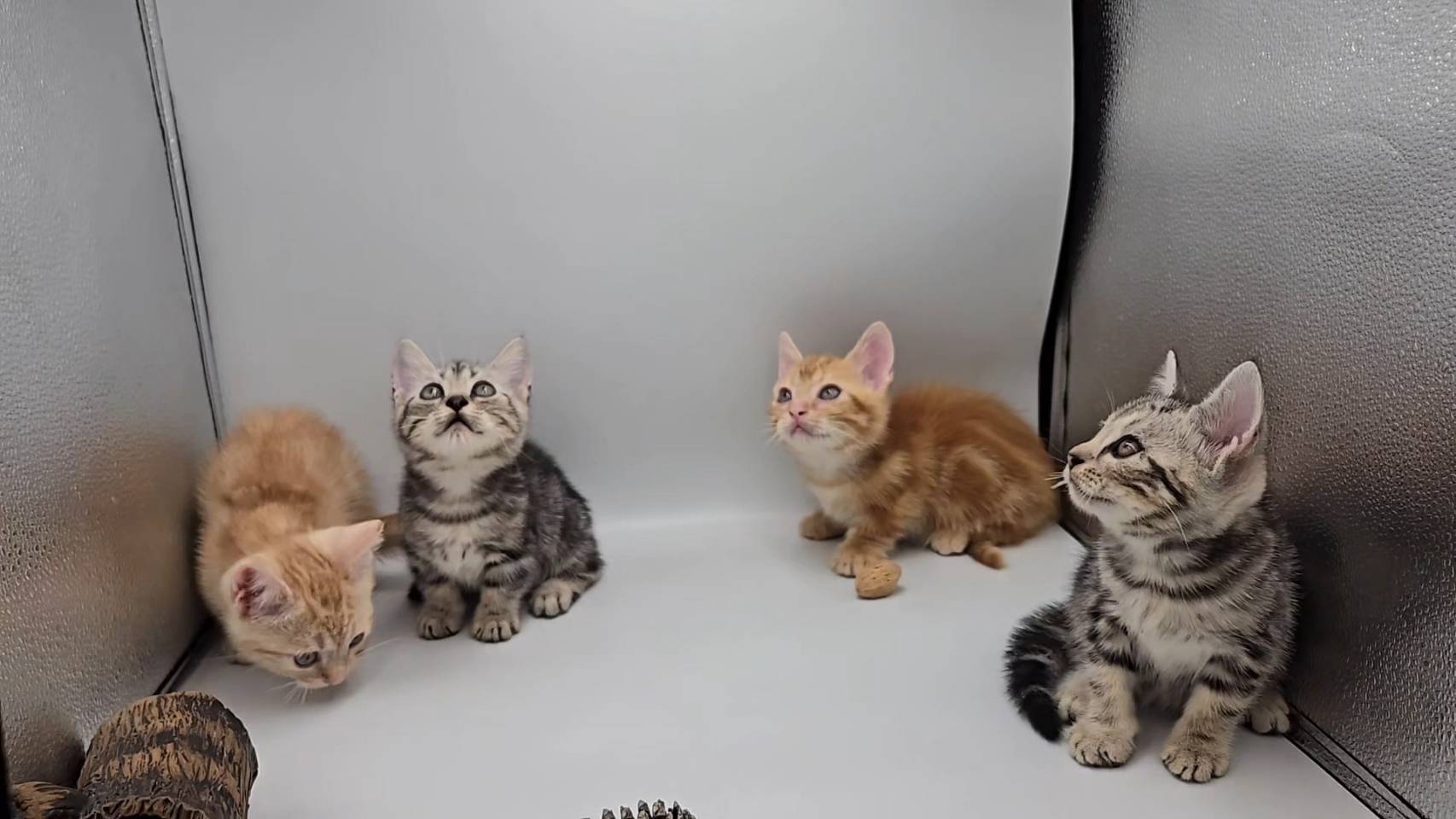 刻在你心底的貓／古銅色美國短毛貓