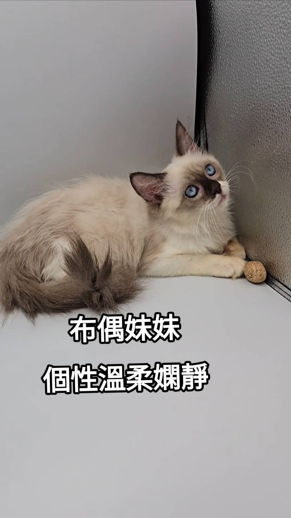 刻在你心底的貓／布偶貓