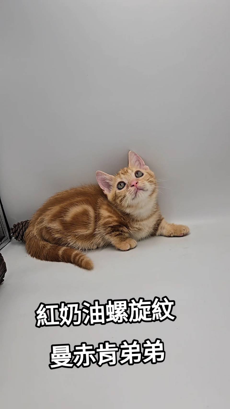 刻在你心底的貓／紅奶油螺旋紋曼赤肯