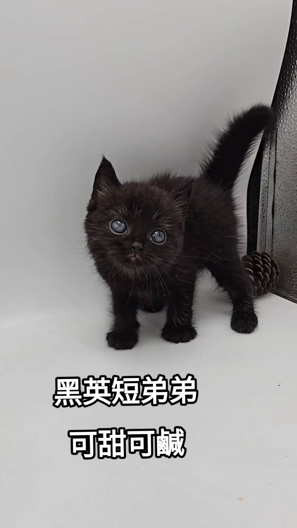 刻在你心底的貓／黑色英國短毛貓