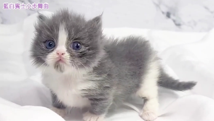 華貴皇族國際專業貓舍／藍白賓士小步舞曲