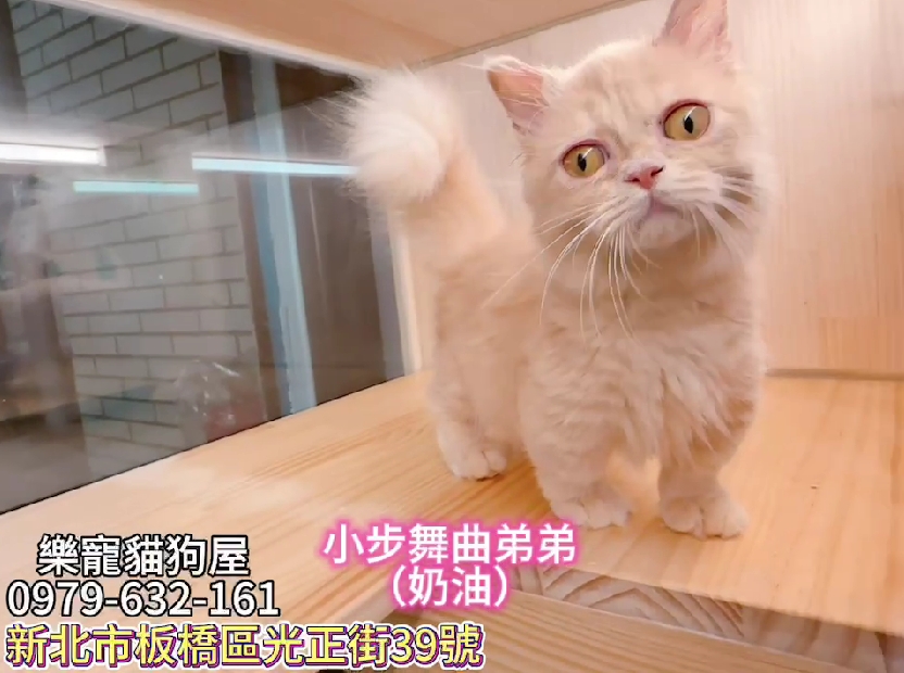 樂寵貓狗屋／奶油色小步舞曲