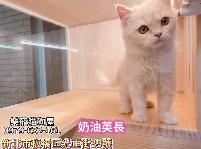 樂寵貓狗屋／奶油色英國長毛貓