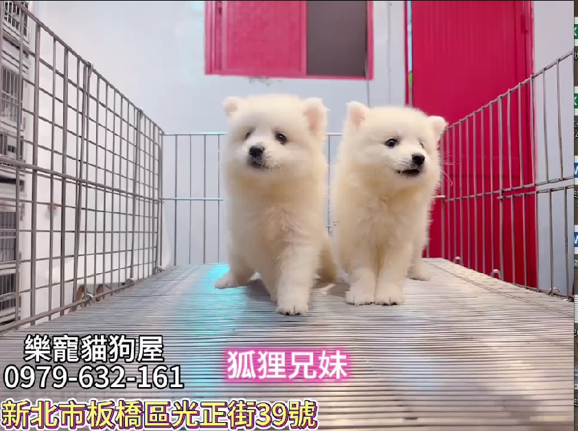 樂寵貓狗屋／狐狸犬