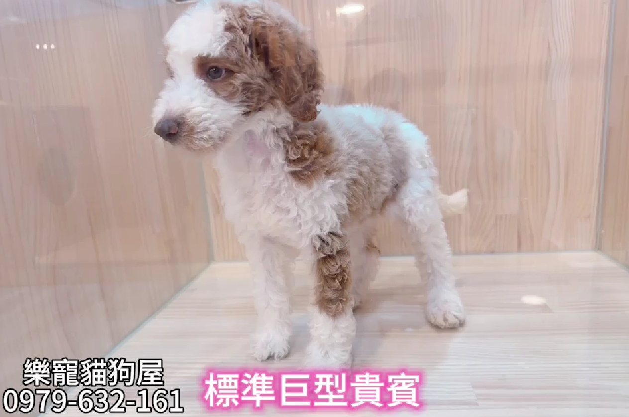 樂寵貓狗屋／巨型貴賓