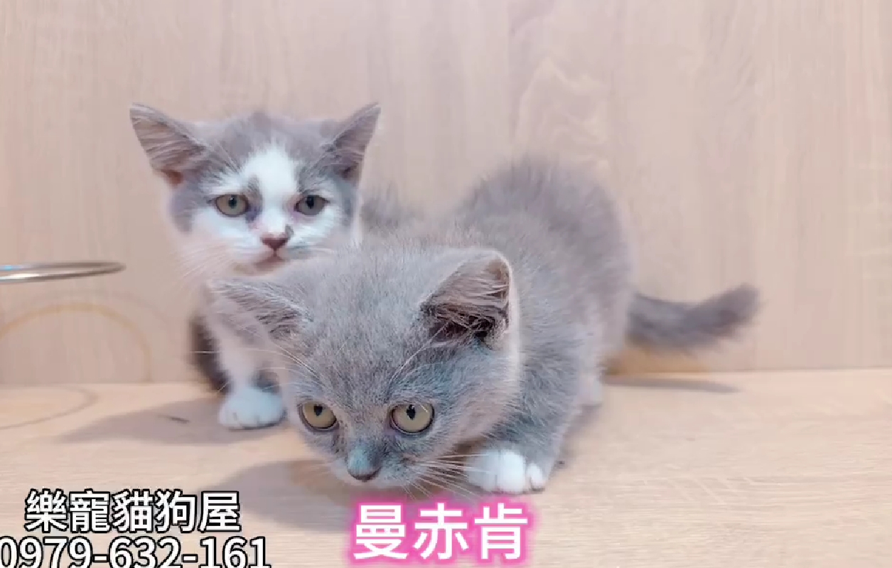 樂寵貓狗屋／曼赤肯