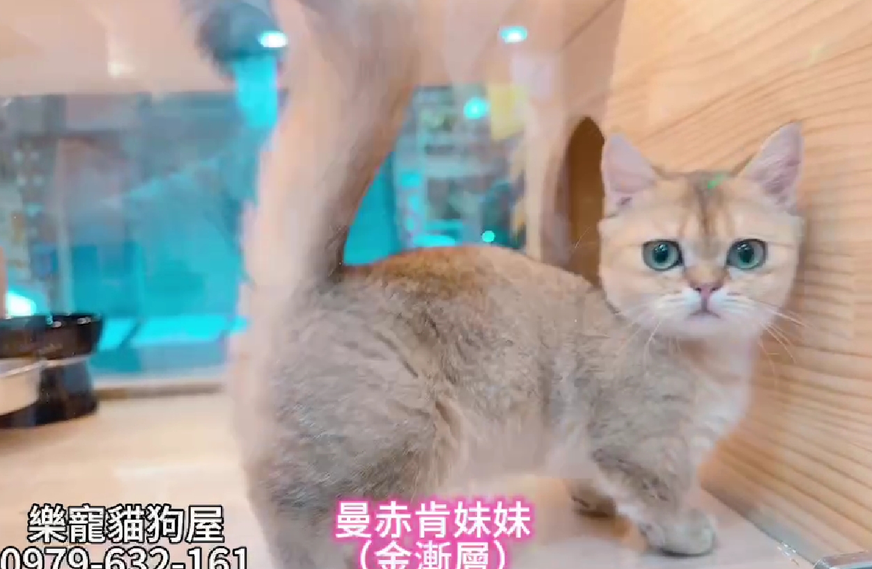 樂寵貓狗屋／金漸層曼赤肯