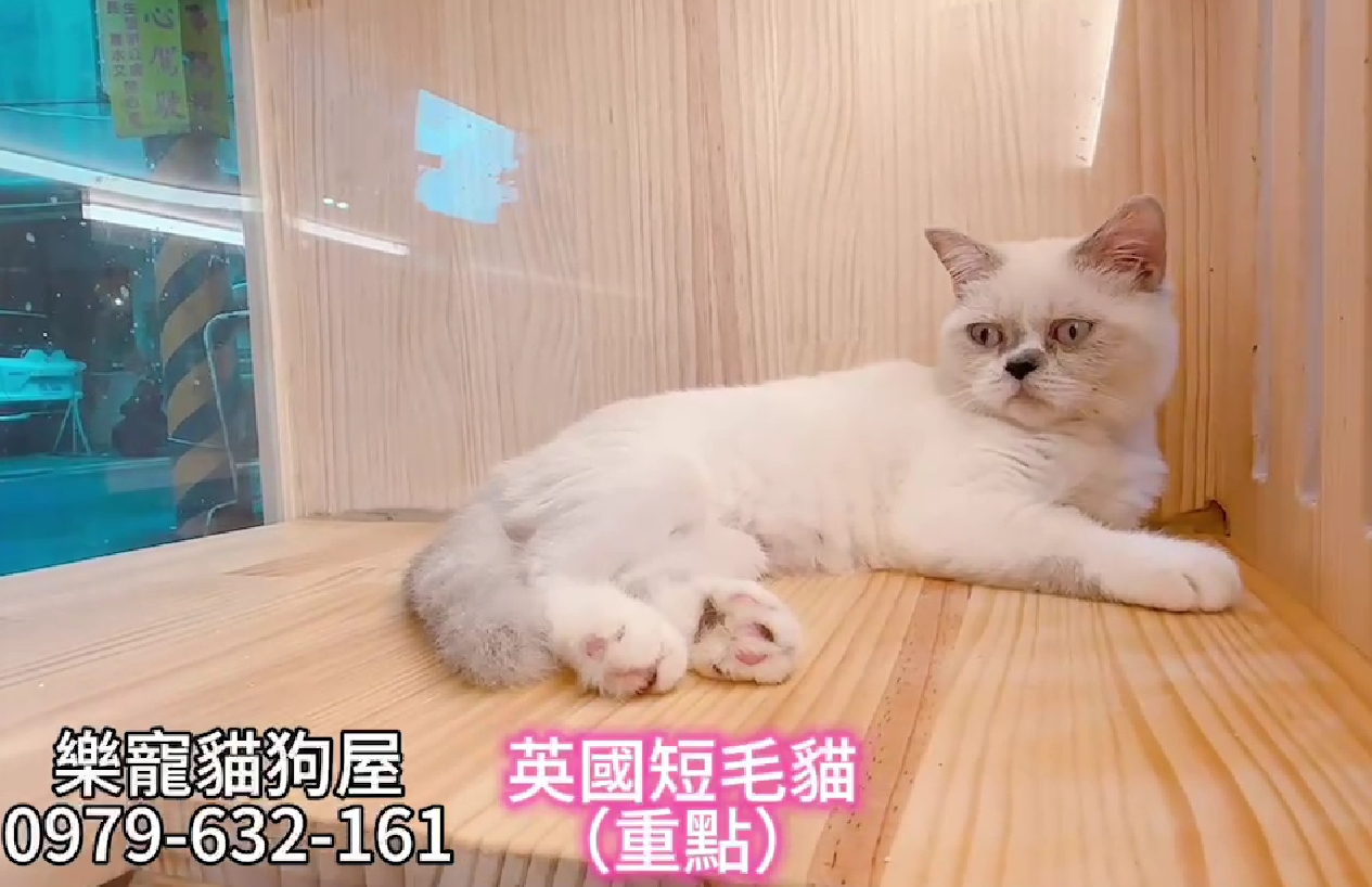 樂寵貓狗屋／重點色英國短毛貓