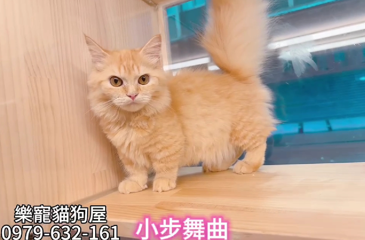 樂寵貓狗屋／小步舞曲