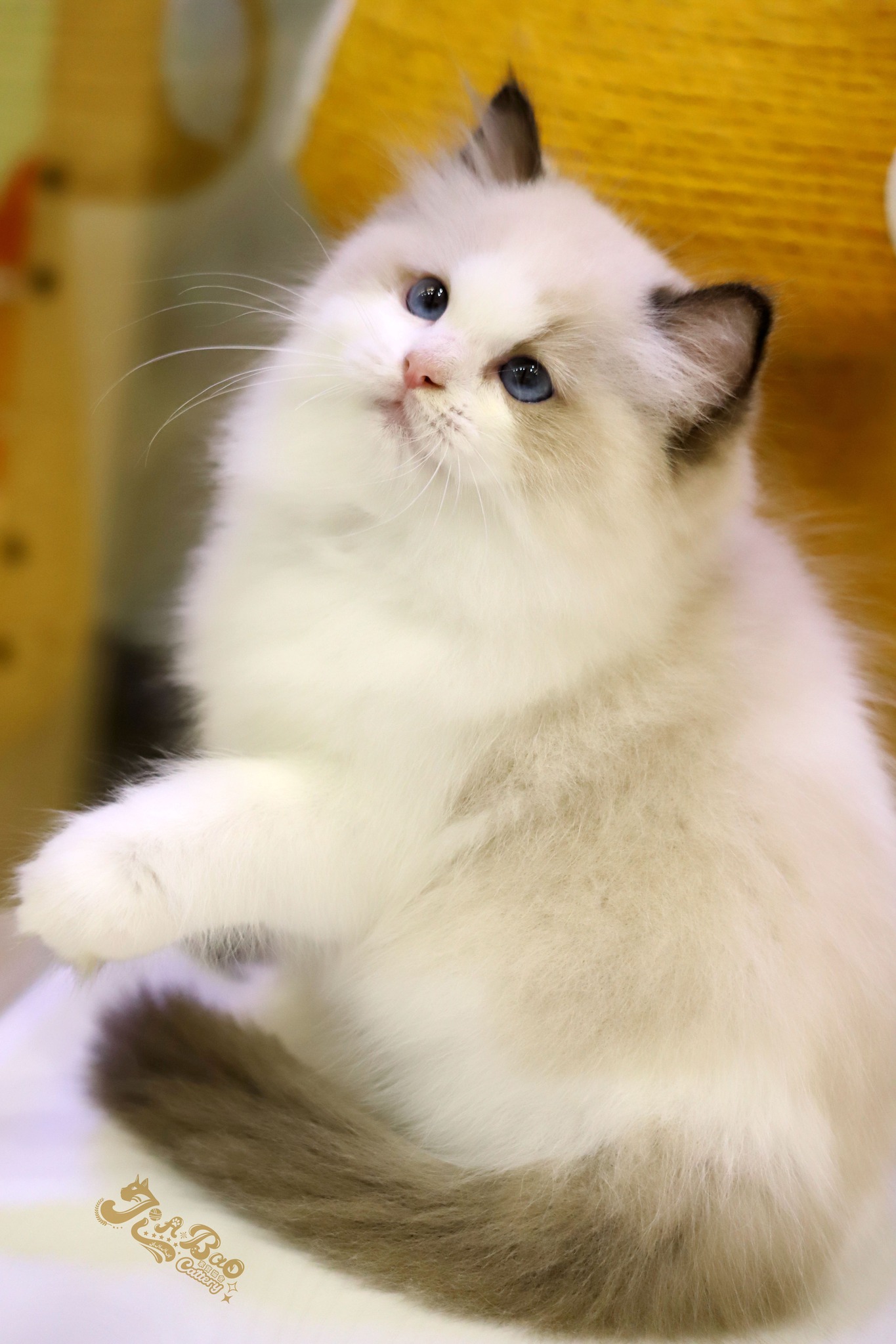 家寶寵物／海豹雙色布偶貓