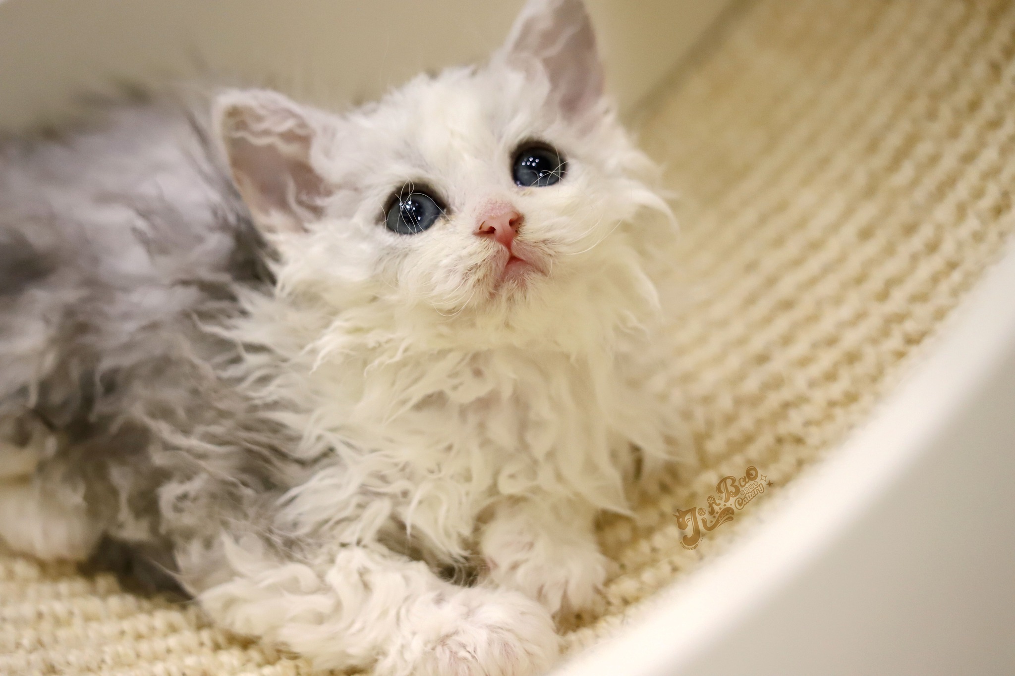 家寶寵物／銀虎斑賓士賽爾凱克捲毛貓