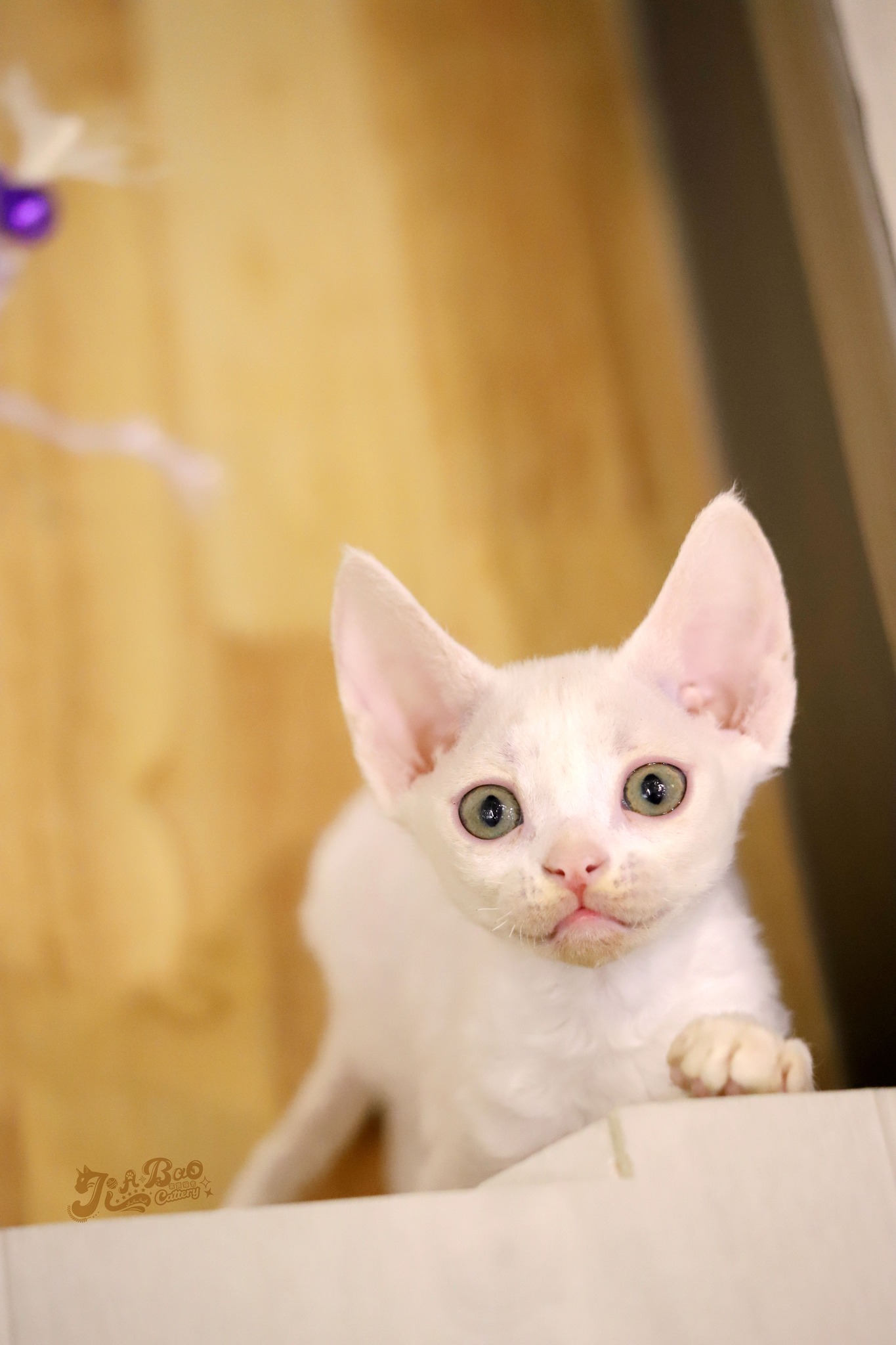 家寶寵物／白色德文捲毛貓