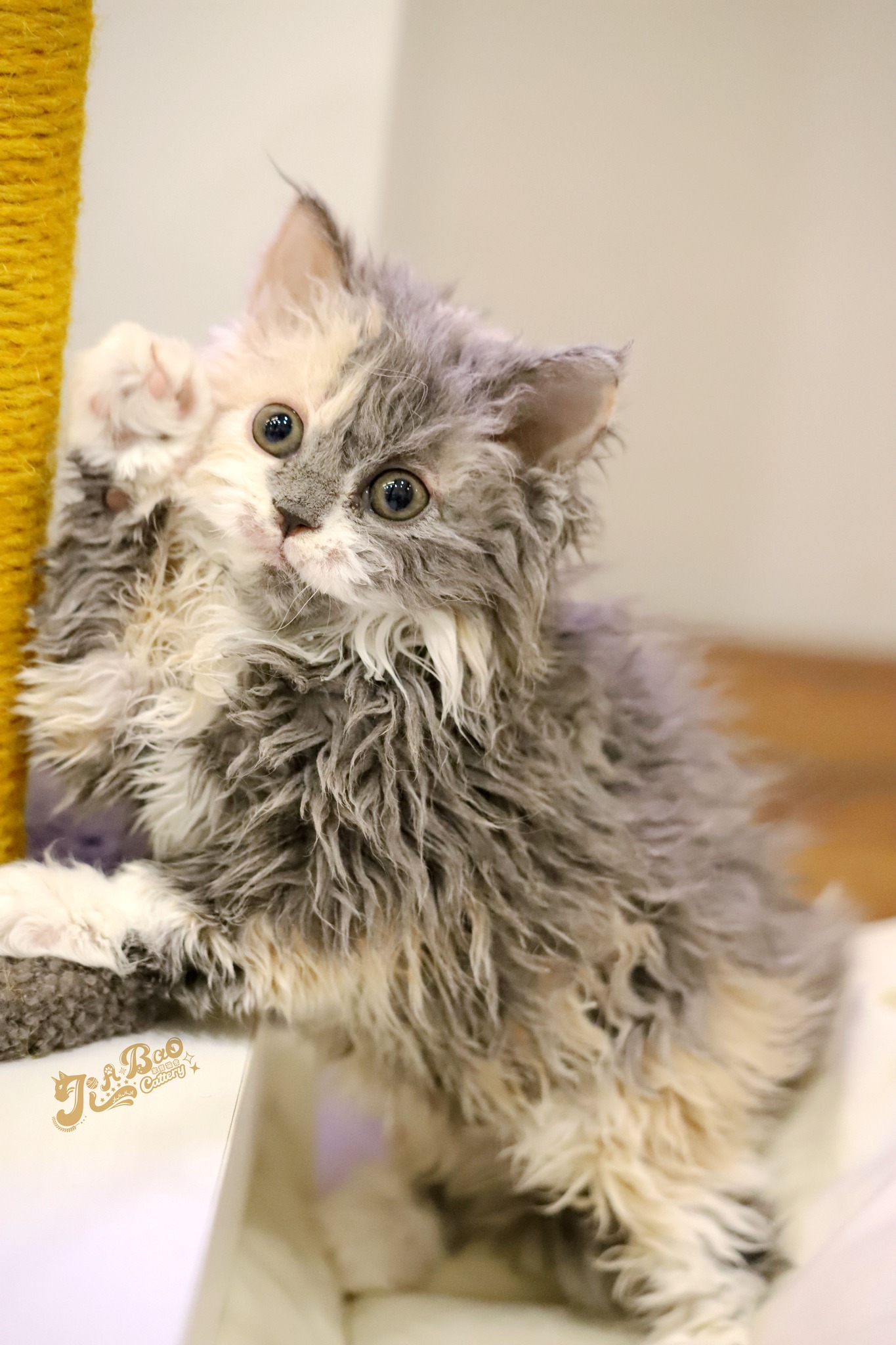 家寶寵物／藍三花賽爾凱克捲毛貓