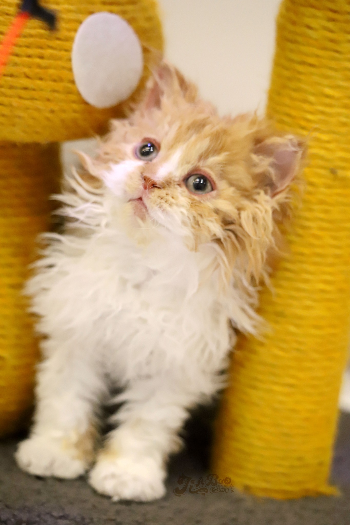 家寶寵物／紅虎斑加白賽爾凱克捲毛貓