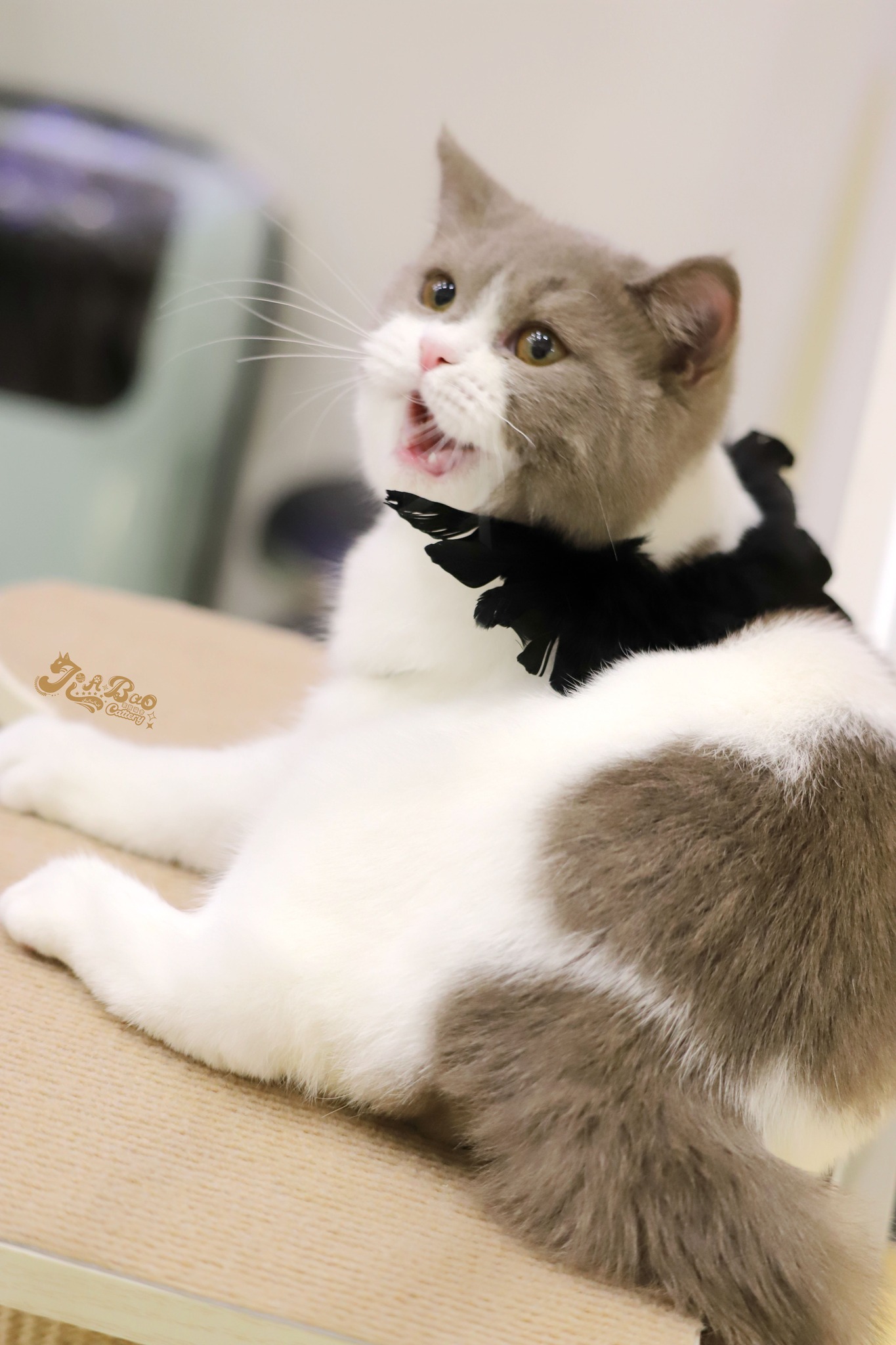 家寶寵物／紫丁香賓士英國短毛貓