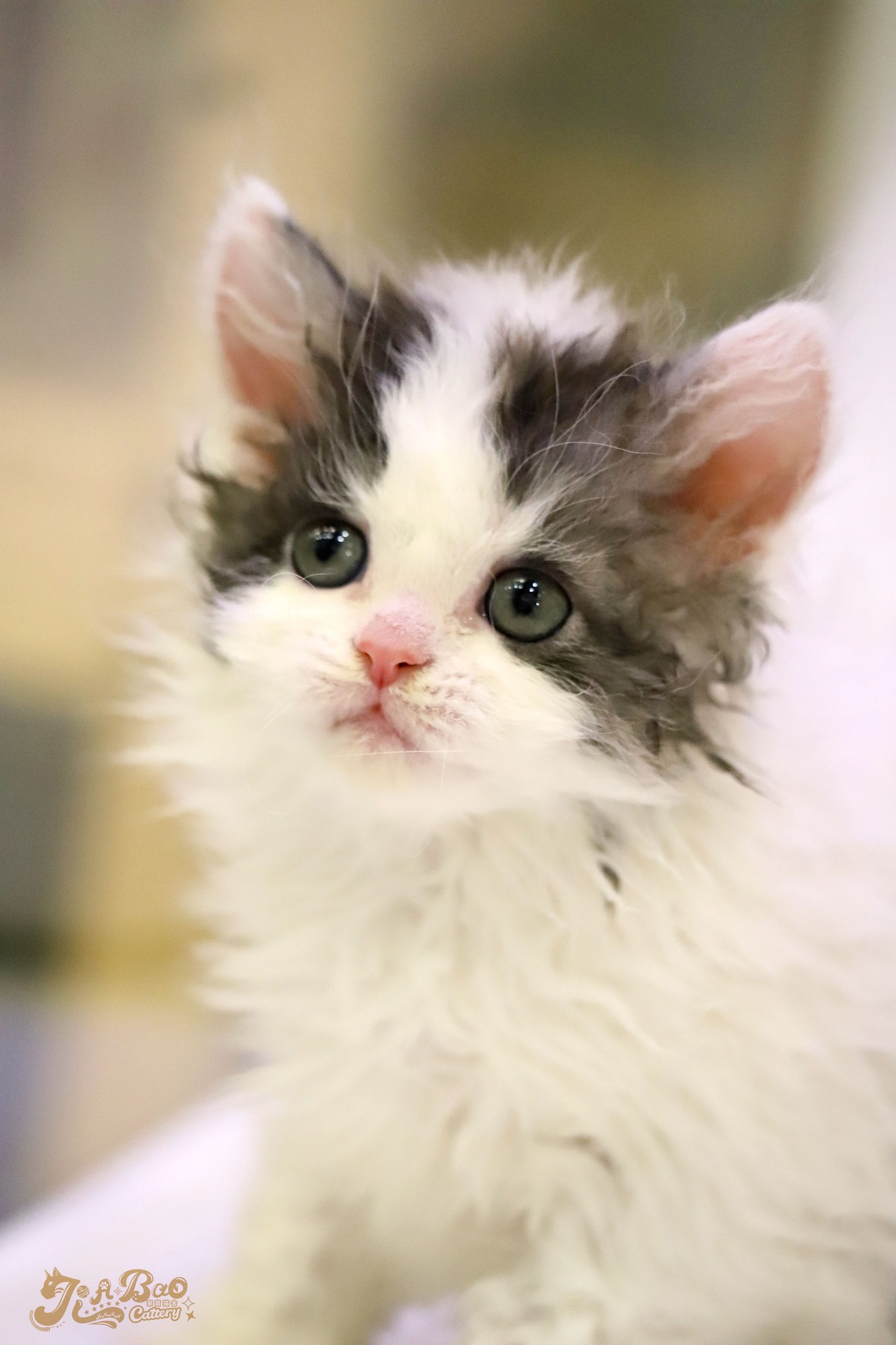 家寶寵物／藍虎斑賓士賽爾凱克捲毛貓