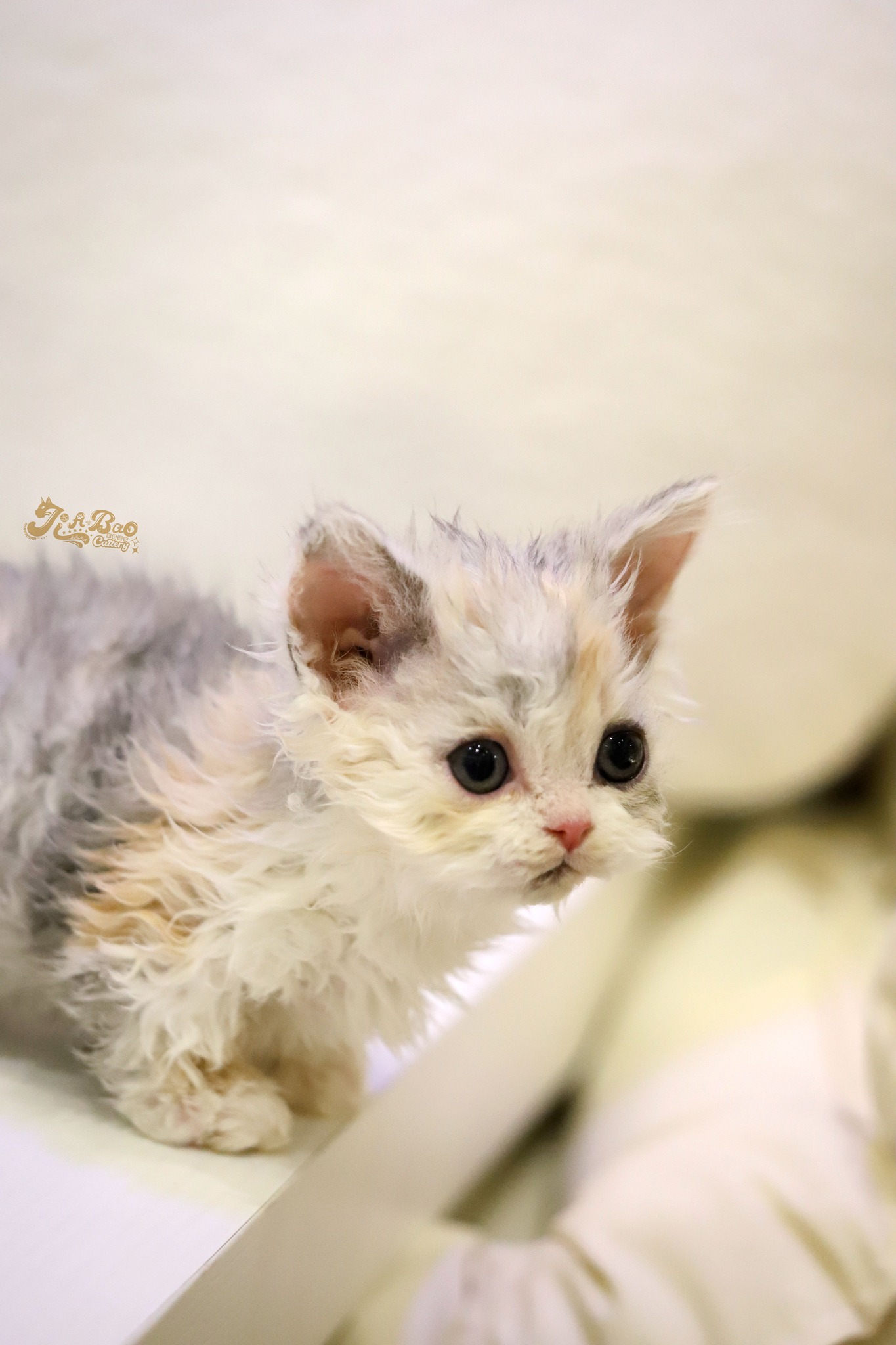 家寶寵物／銀三花賓士自然捲小步舞曲