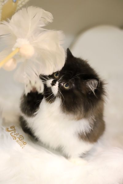 家寶寵物／黑白色小步舞曲