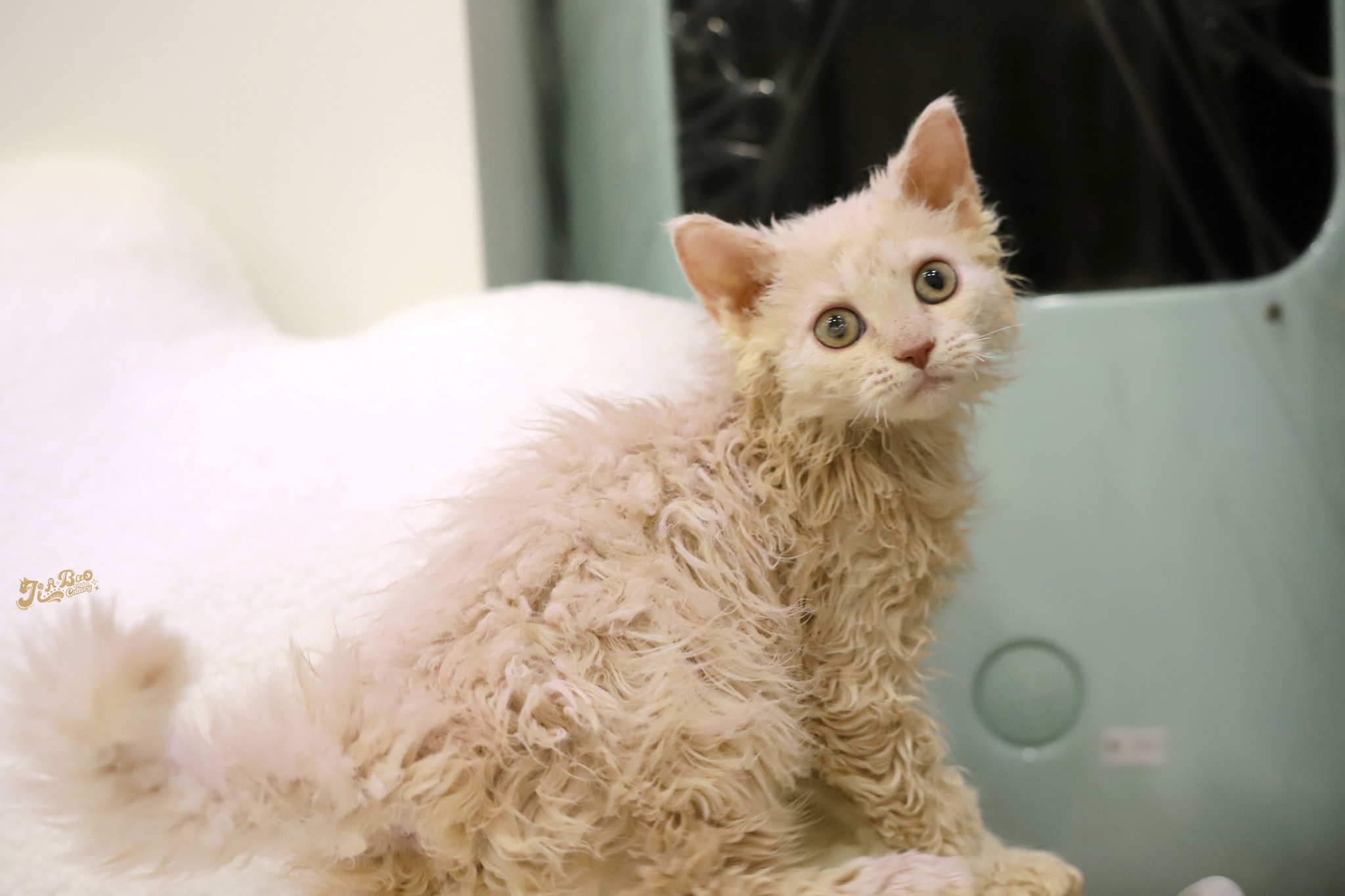 家寶寵物／奶油色賽爾凱克捲毛貓