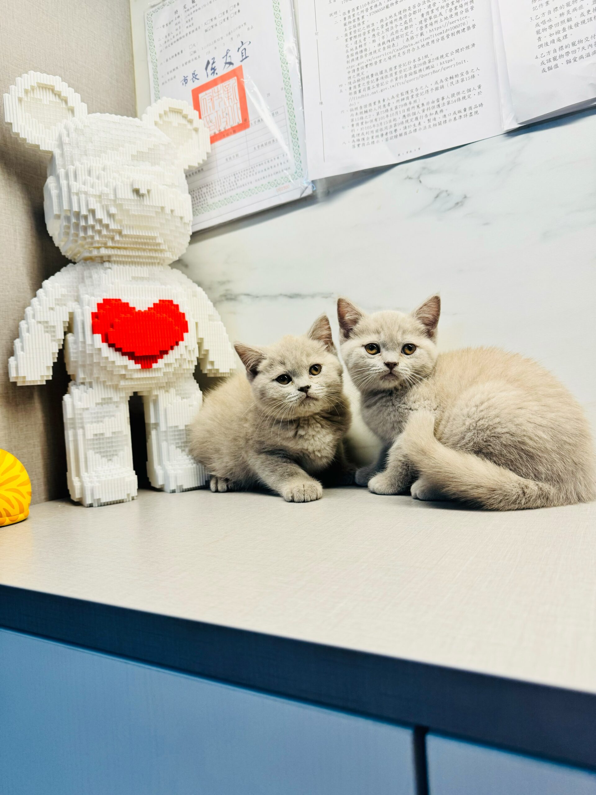 野獸派貓舍／紫丁香英國短毛貓