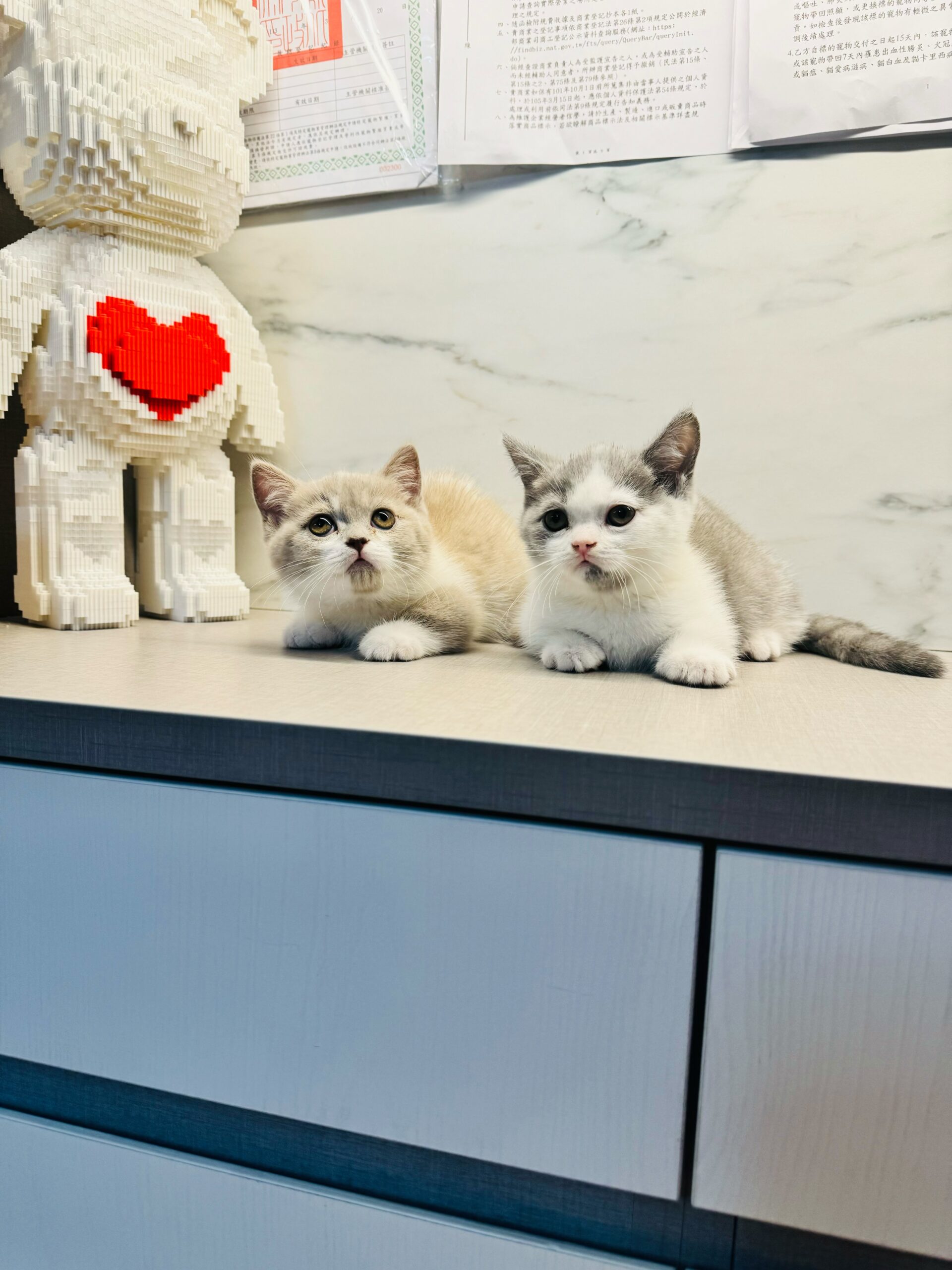 野獸派貓舍／藍白賓士 紫丁香白曼赤肯