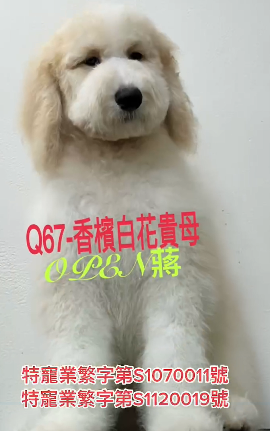 OPEN蔣犬舍／香檳白花巨型貴賓