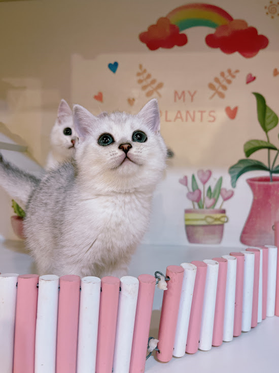 星光貓舍／銀漸層英國短毛貓