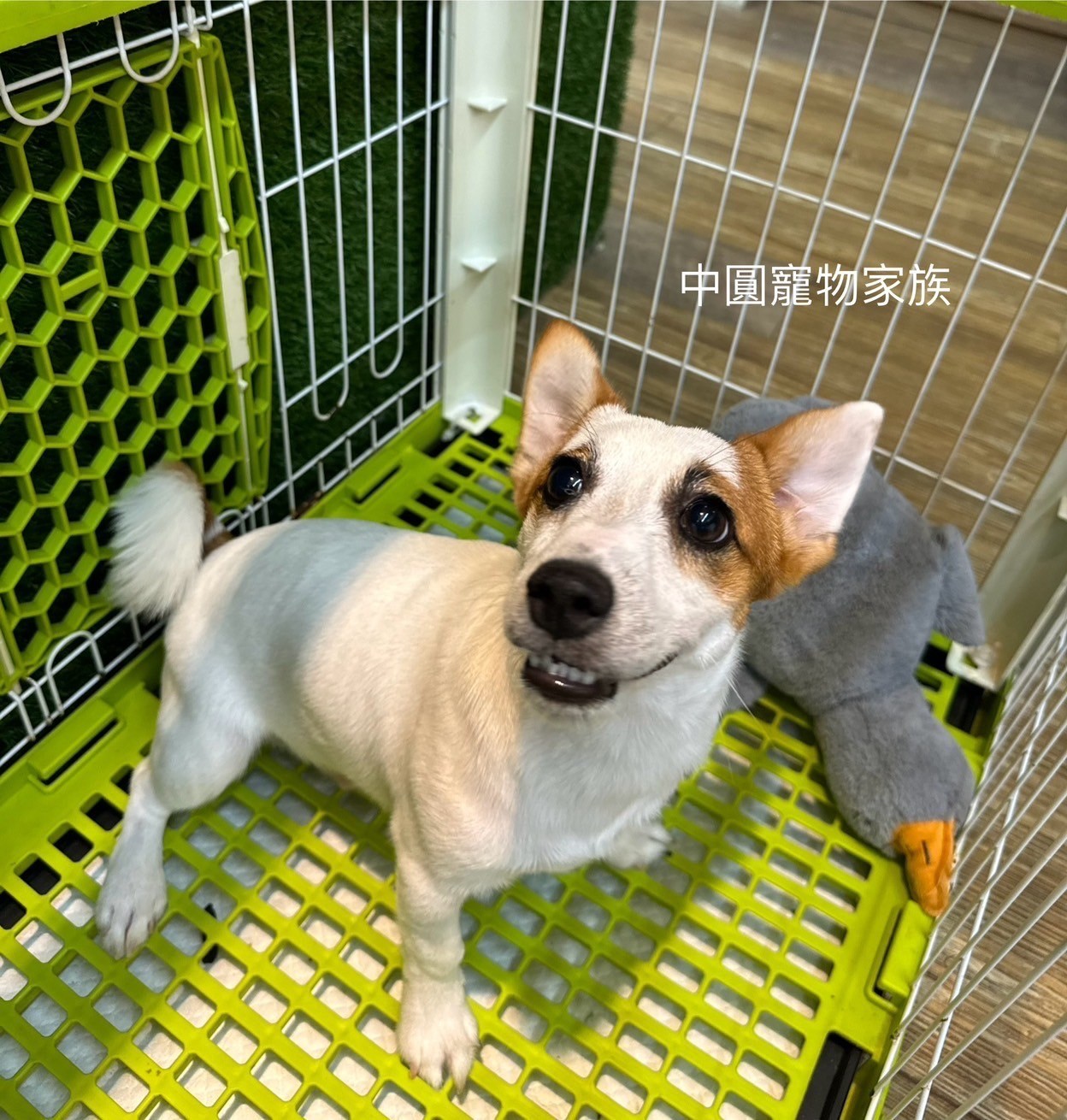 中圓寵物家族／雙色傑克羅素