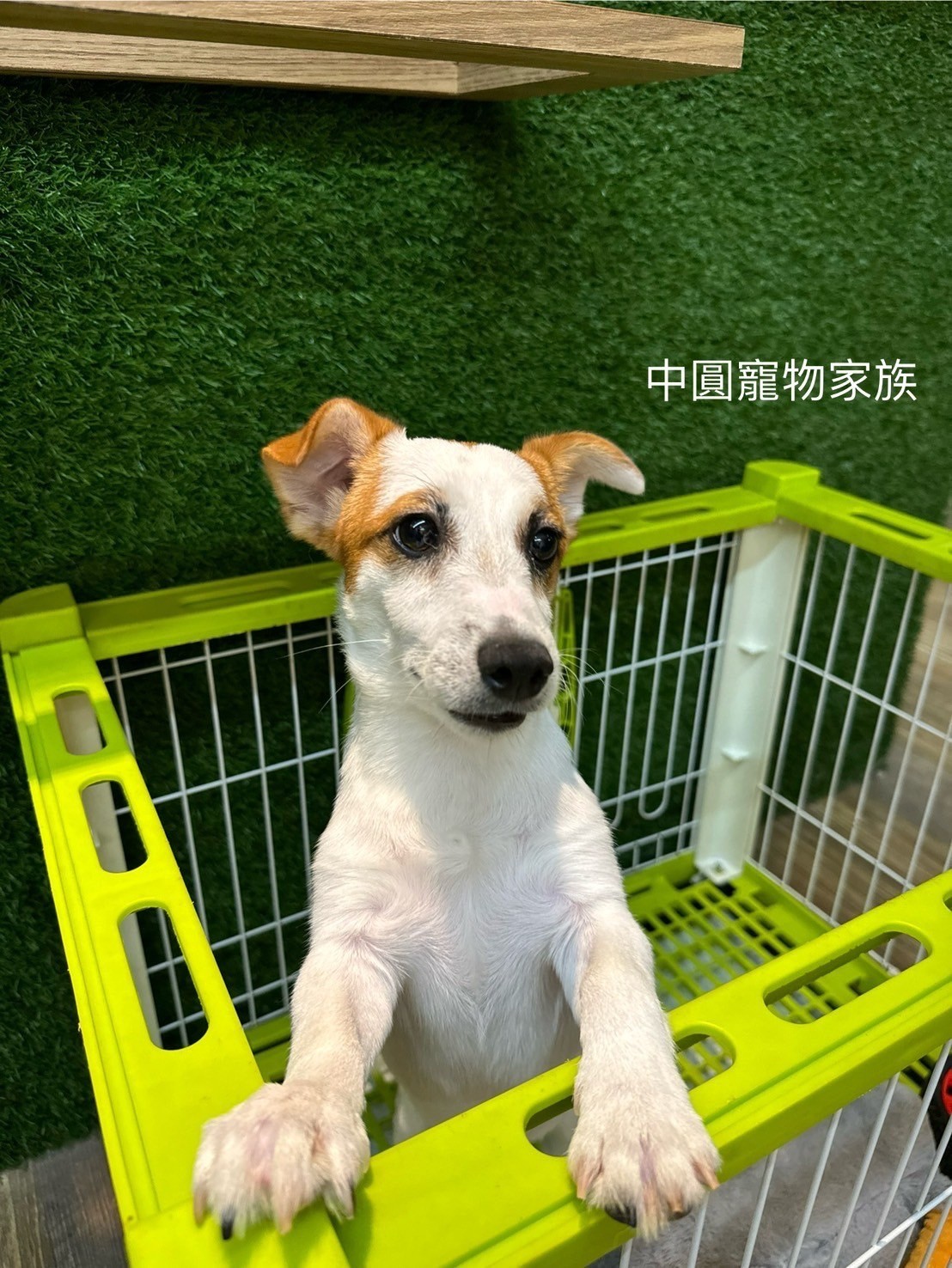 中圓寵物家族／雙色傑克羅素