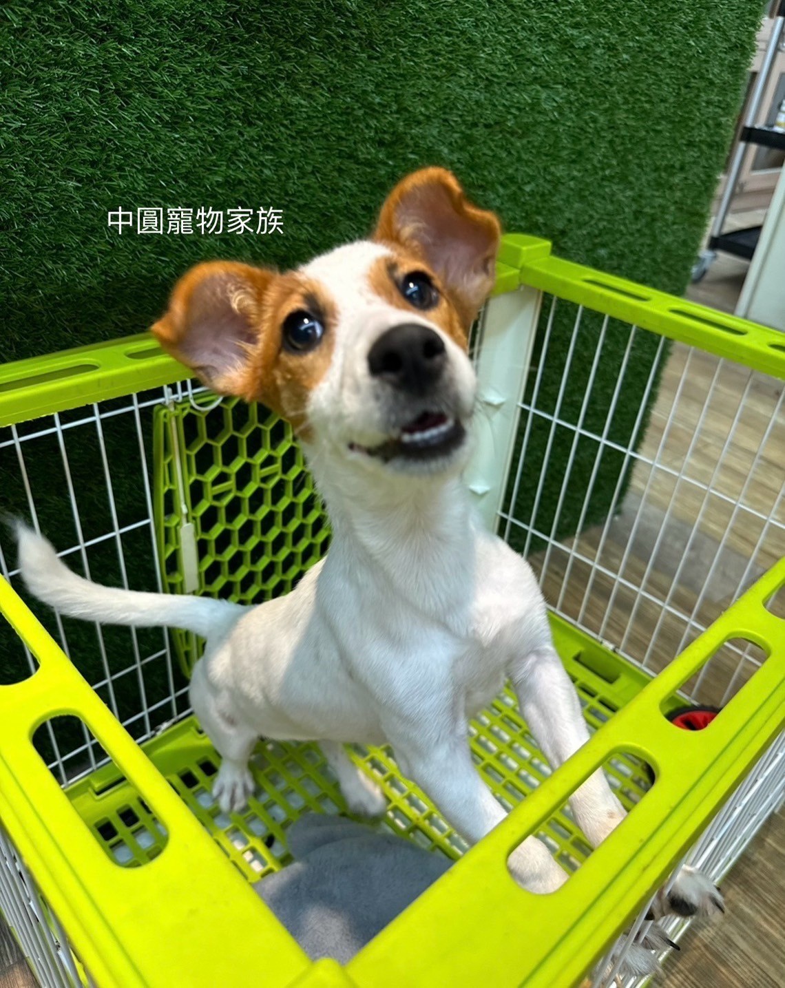中圓寵物家族／雙色傑克羅素