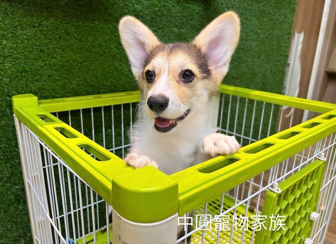 中圓寵物家族／三色柯基犬