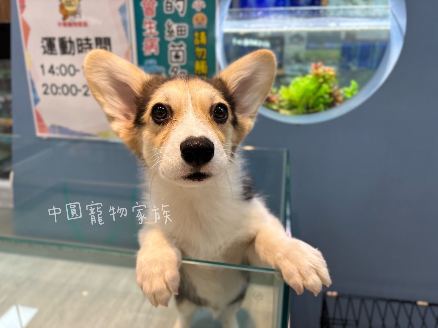 中圓寵物家族／三色柯基犬