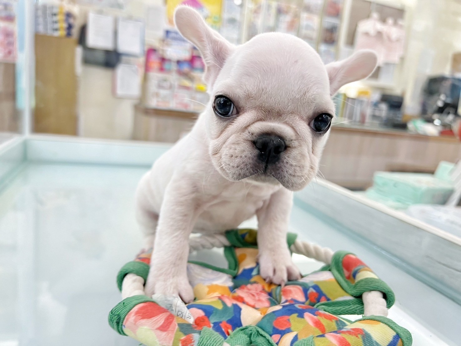 中圓寵物家族／奶白色法國鬥牛犬