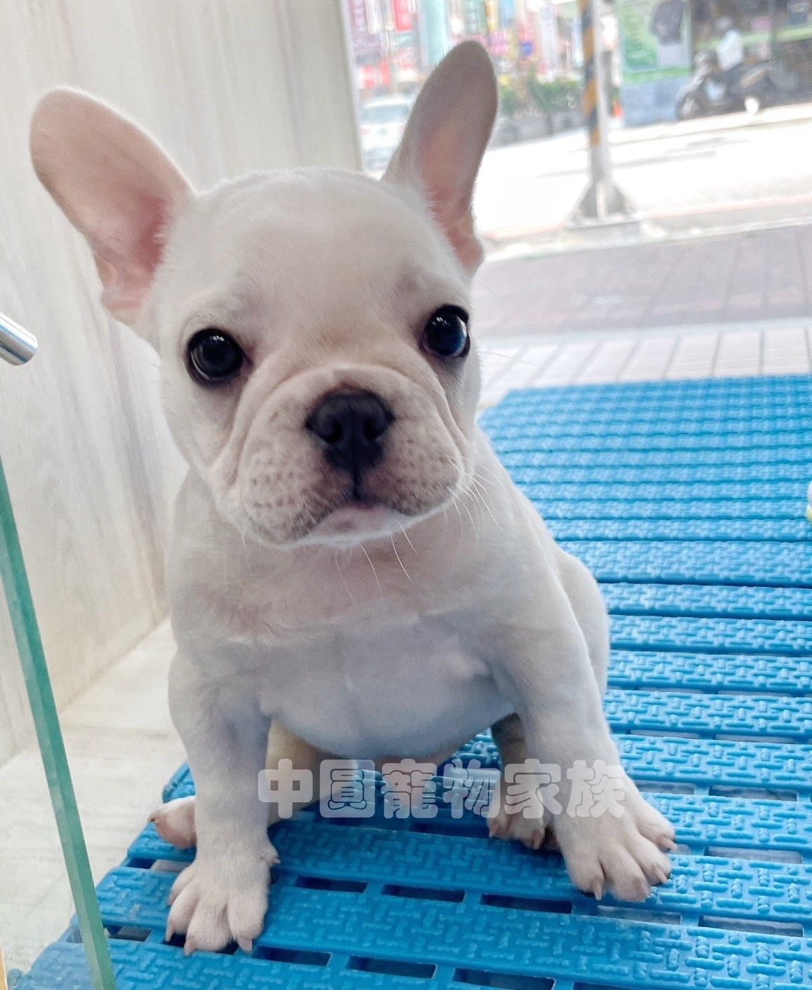 中圓寵物家族／奶油色法國鬥牛犬