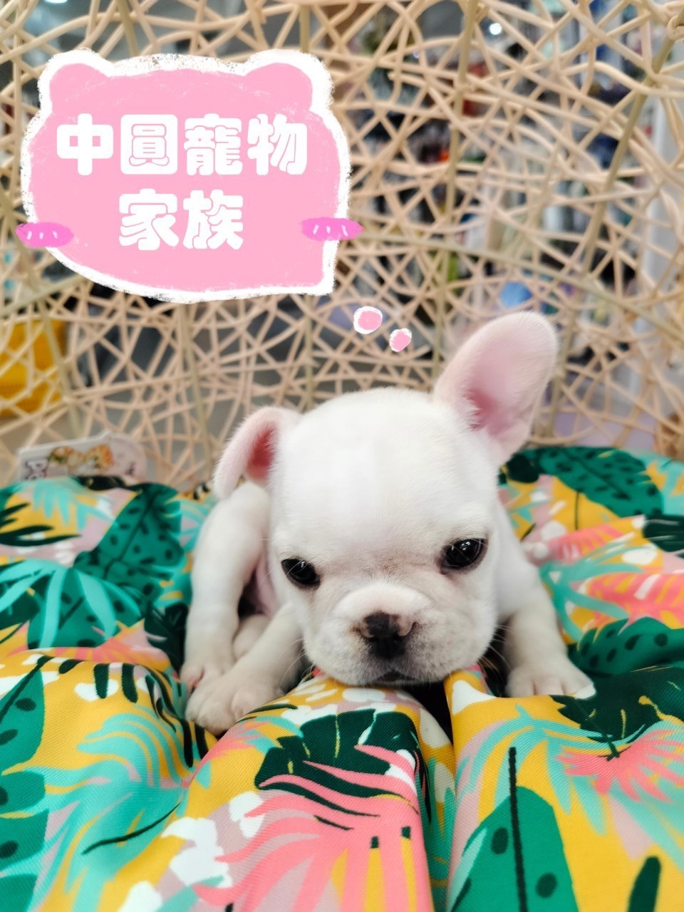 中圓寵物家族／奶白色法國鬥牛犬