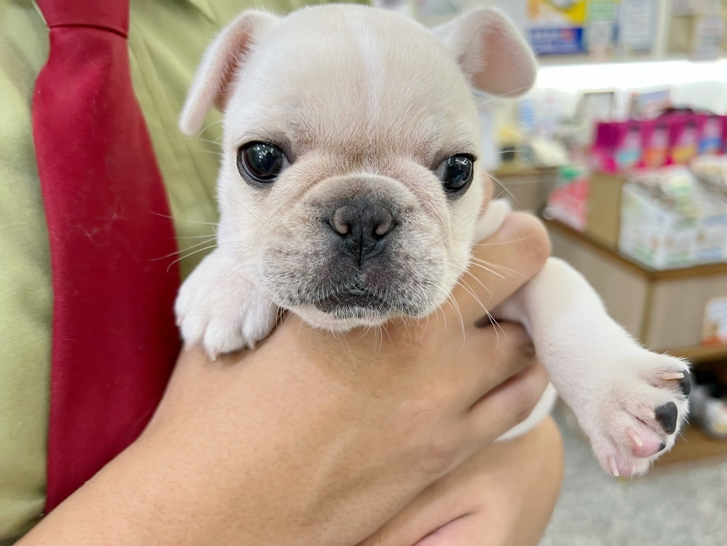 中圓寵物家族／奶油色法國鬥牛犬