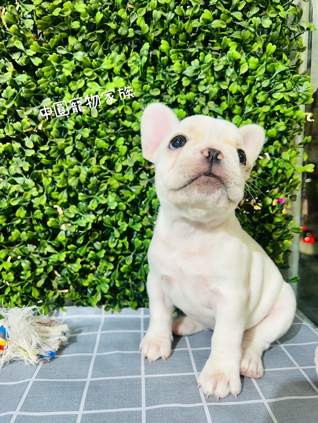 中圓寵物家族／奶油色法國鬥牛犬