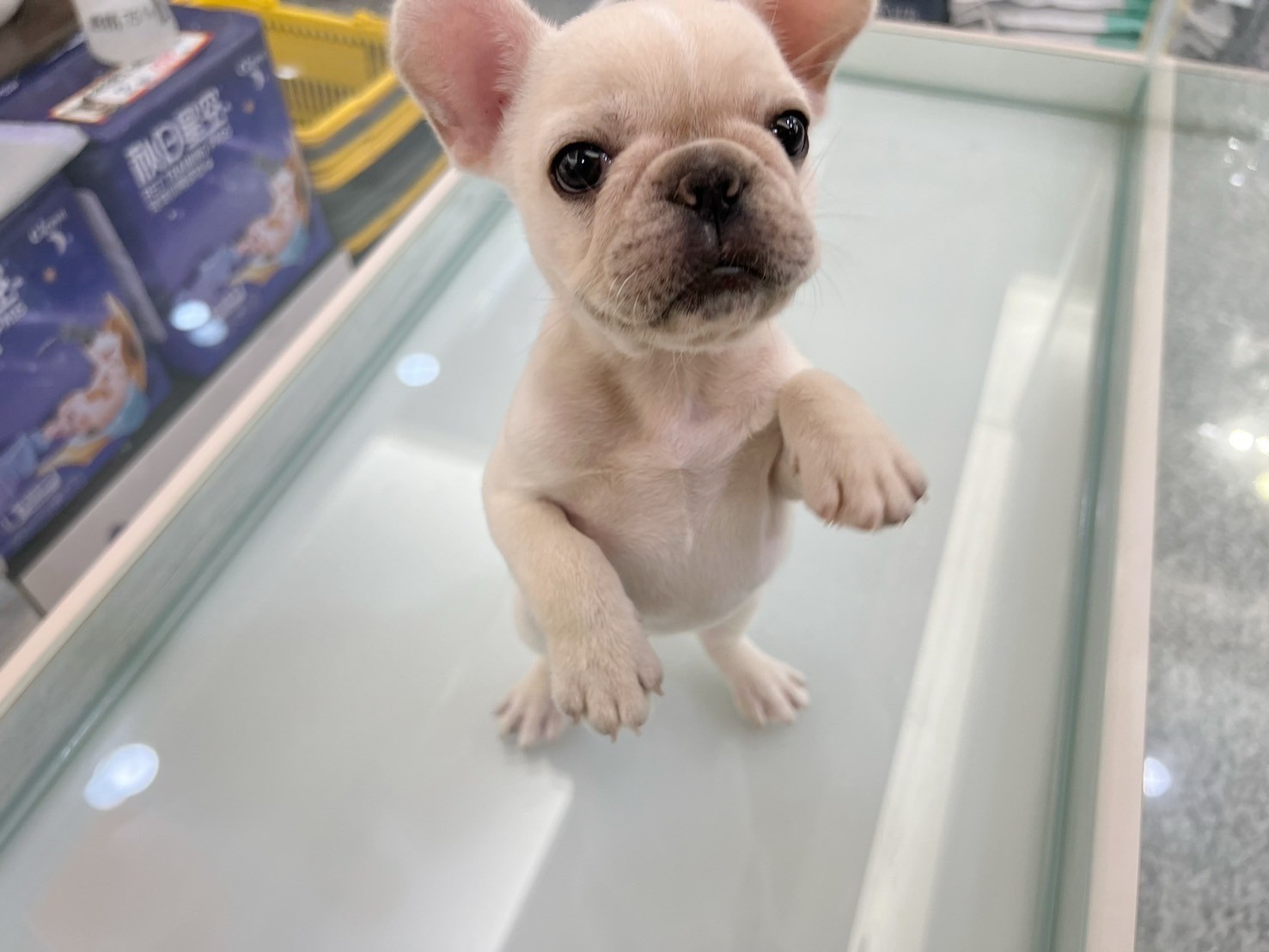 中圓寵物家族／奶油色法國鬥牛犬