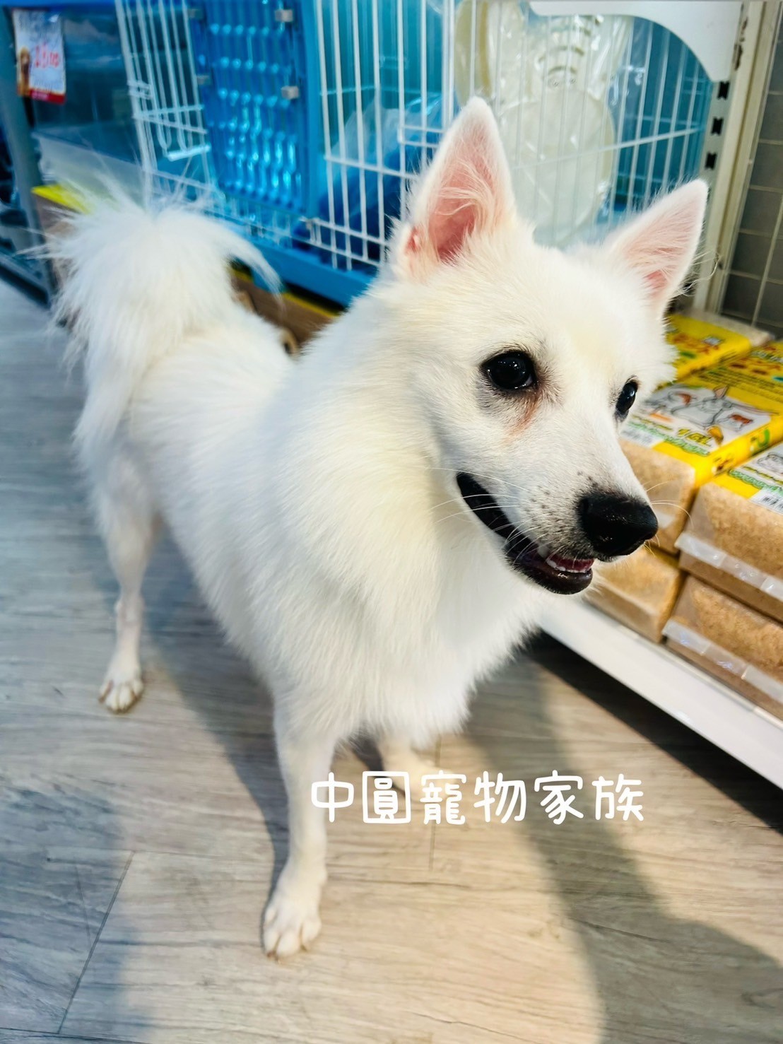 中圓寵物家族／白色狐狸犬