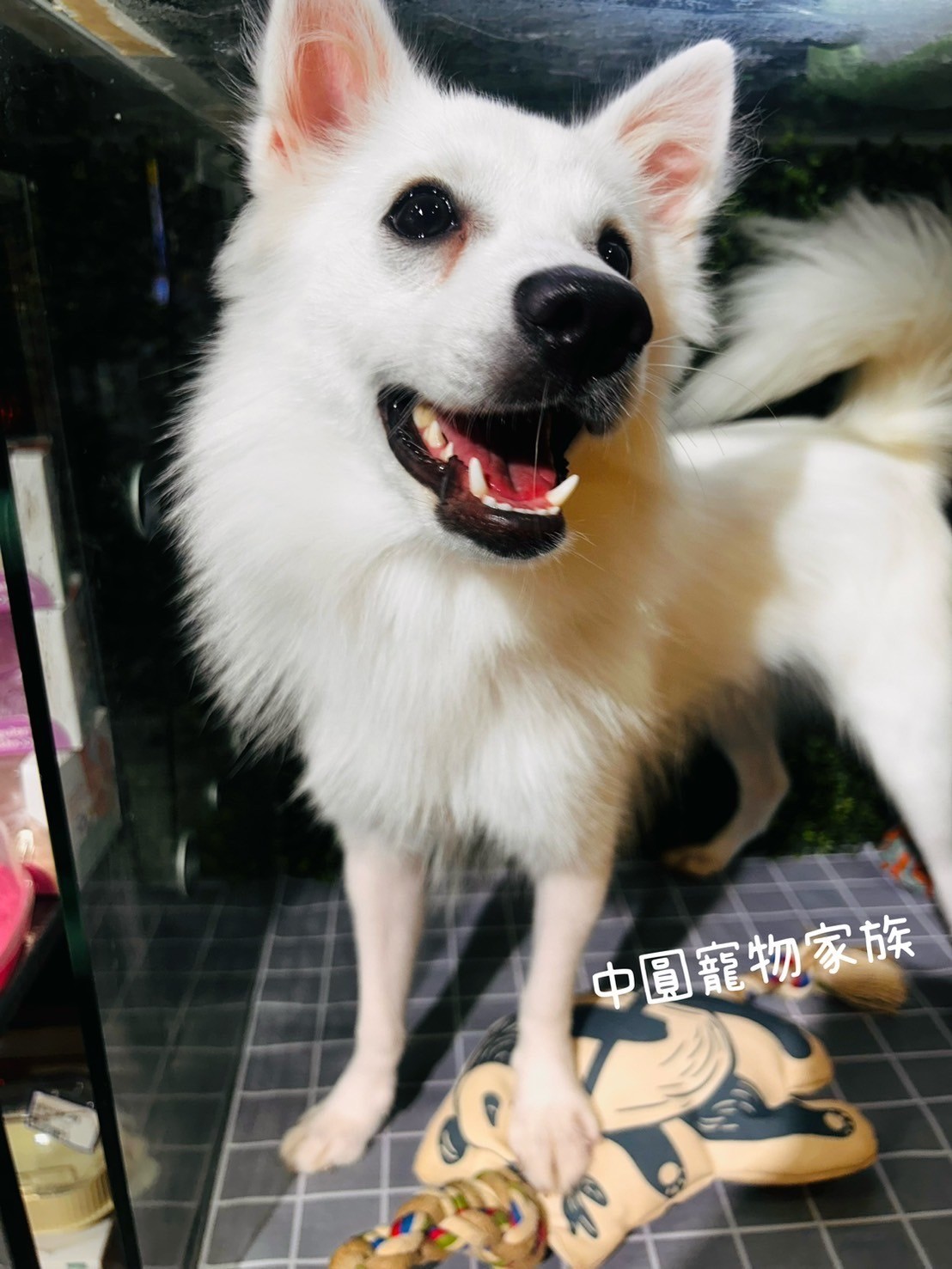 中圓寵物家族／白色狐狸犬