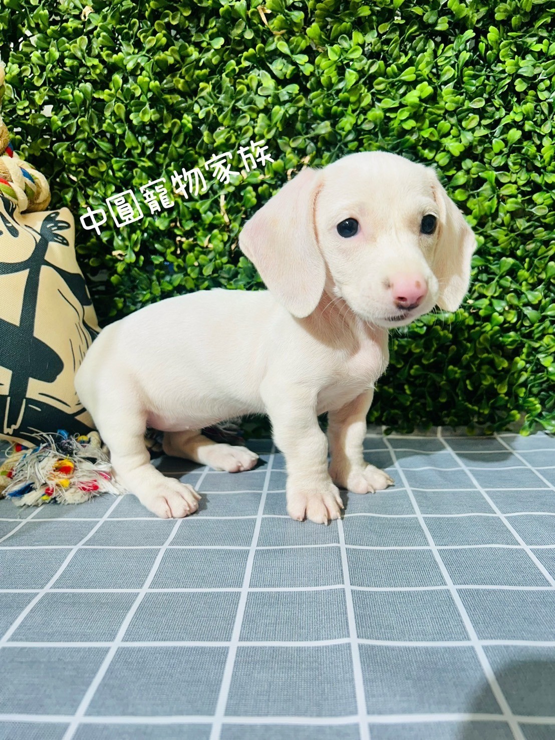 中圓寵物家族／奶油色短毛臘腸