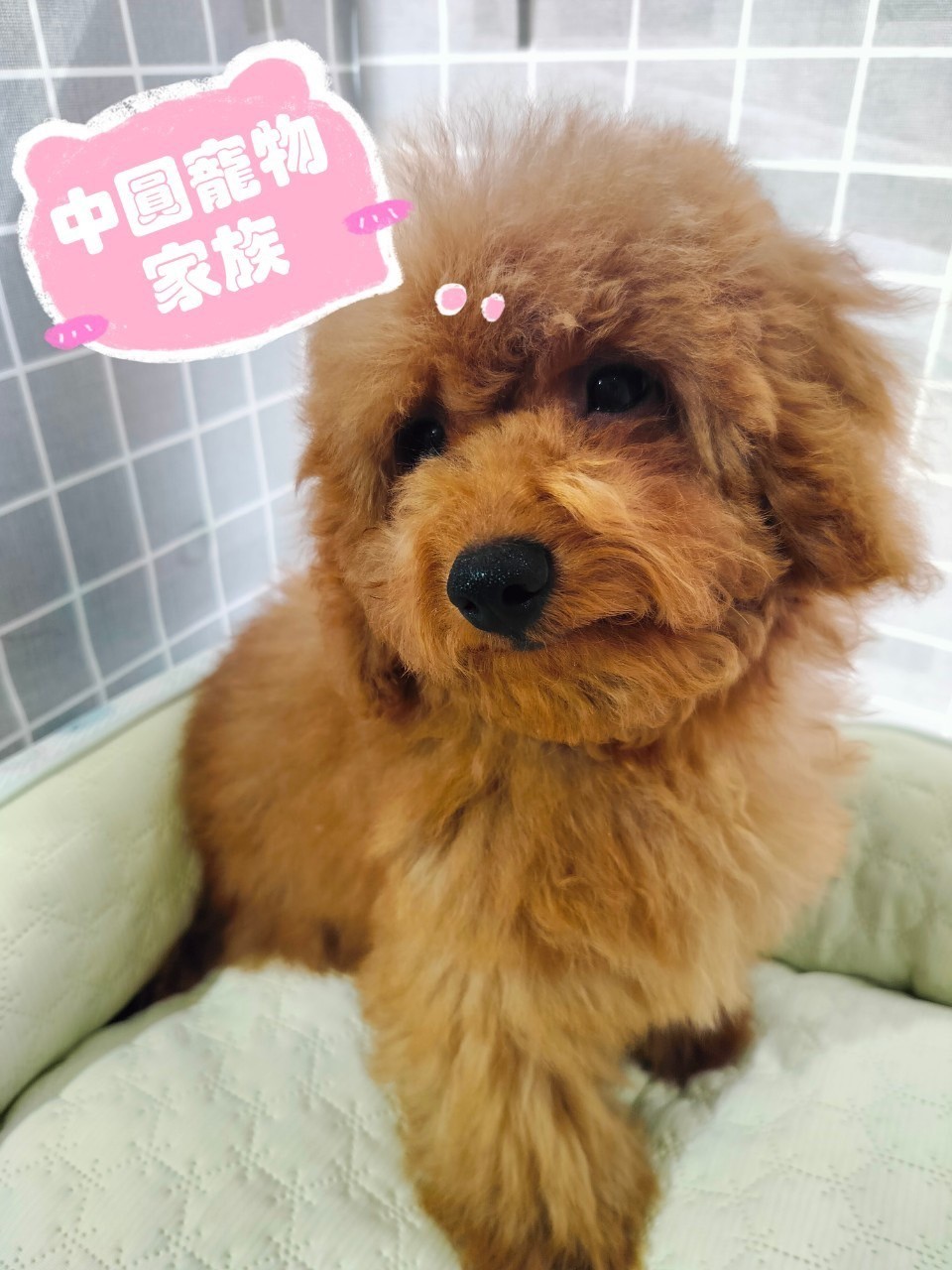 中圓寵物家族／紅色貴賓犬