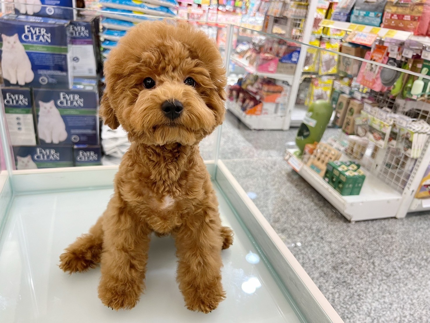 中圓寵物家族／紅色貴賓犬