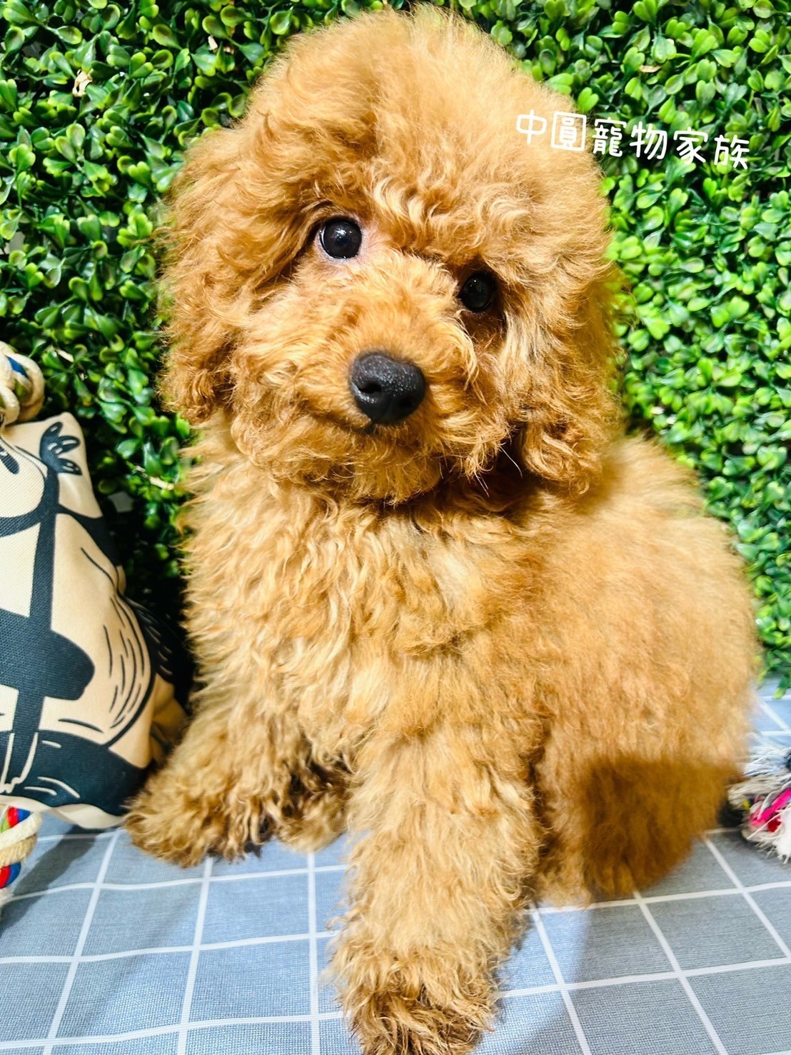 中圓寵物家族／紅色貴賓犬