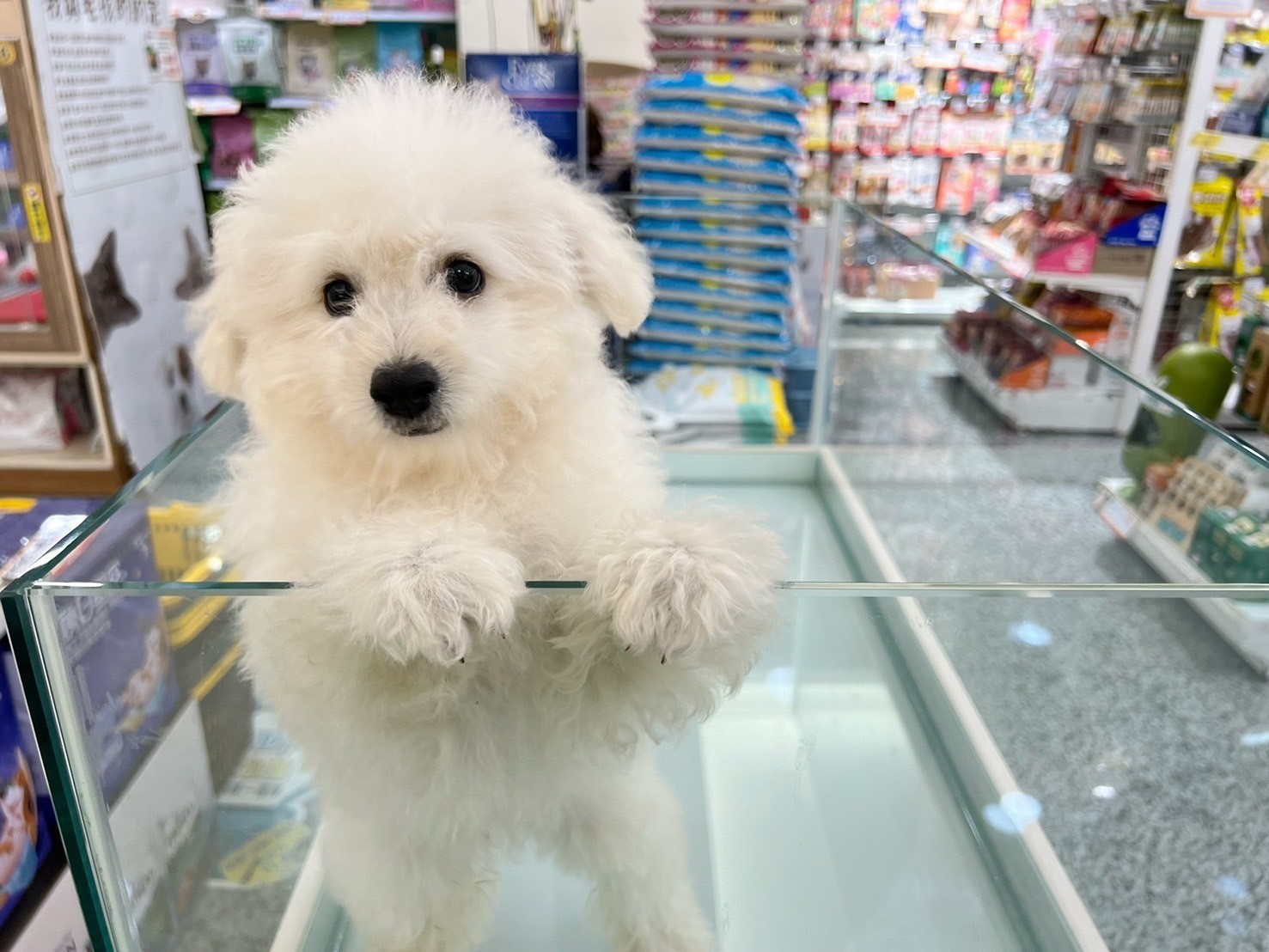 中圓寵物家族／白色貴賓犬