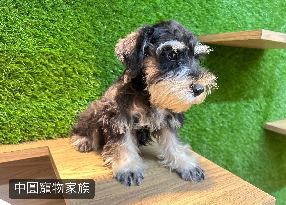 中圓寵物家族／黑蓋雪納瑞