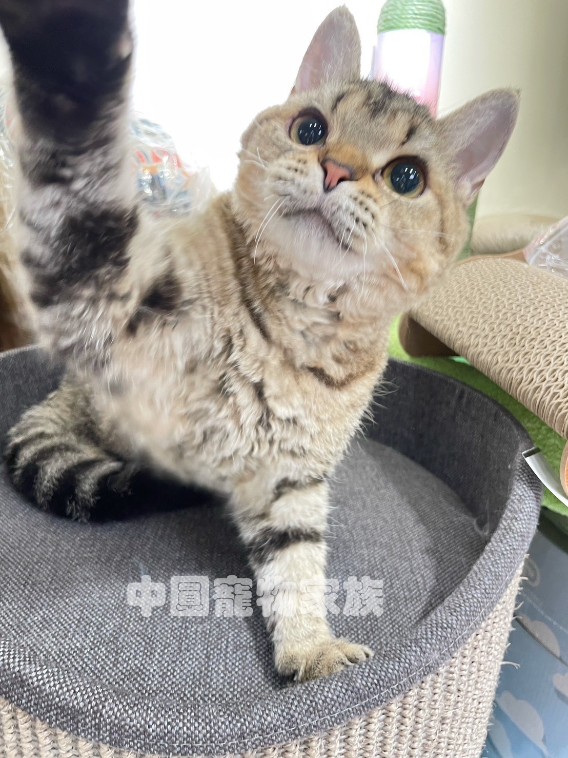 中圓寵物家族／短虎斑賽爾凱克貓