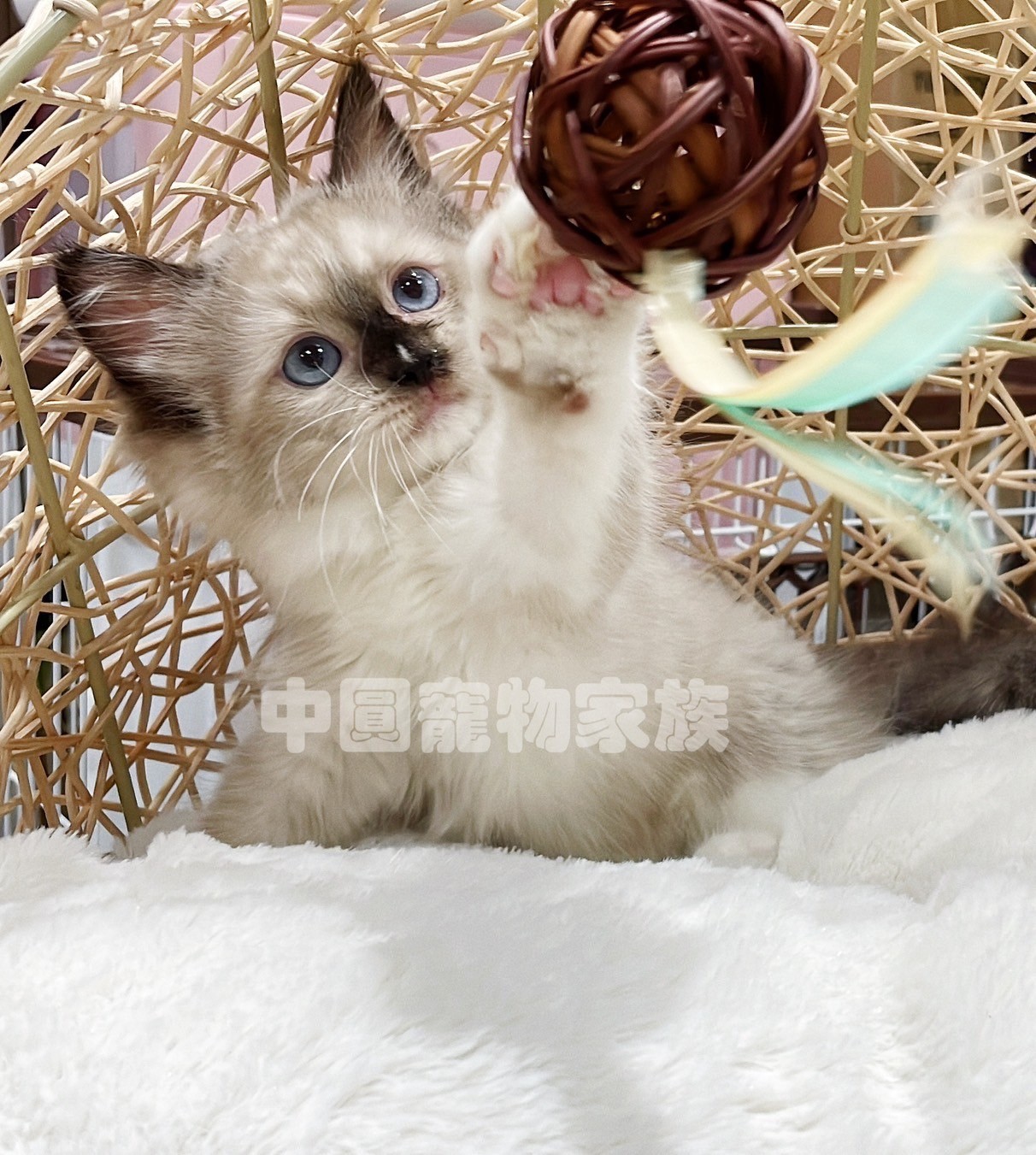 中圓寵物家族／流星手套色布偶貓